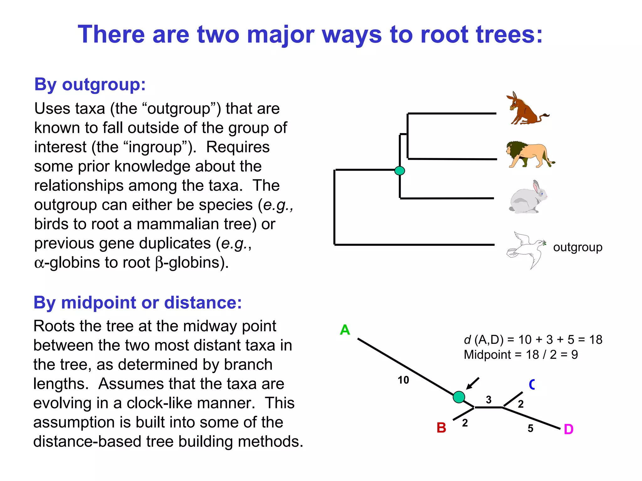 By outgroup:   Uses taxa (the “outgroup”) that are known to fall outside of the group of interest (the “ingroup”).  Requires some prior knowledge about the relationships among the taxa.  The outgroup can either be species ( e.g.,  birds to root a mammalian tree) or previous gene duplicates ( e.g. ,   -globins to root   -globins).   There are two major ways to root trees: A   B C D 10 2 3 5 2 By midpoint or distance: Roots the tree at the midway point between the two most distant taxa in the tree, as determined by branch lengths.  Assumes that the taxa are evolving in a clock-like manner.  This assumption is built into some of the distance-based tree building methods. outgroup d  (A,D) = 10 + 3 + 5 = 18 Midpoint = 18 / 2 = 9 