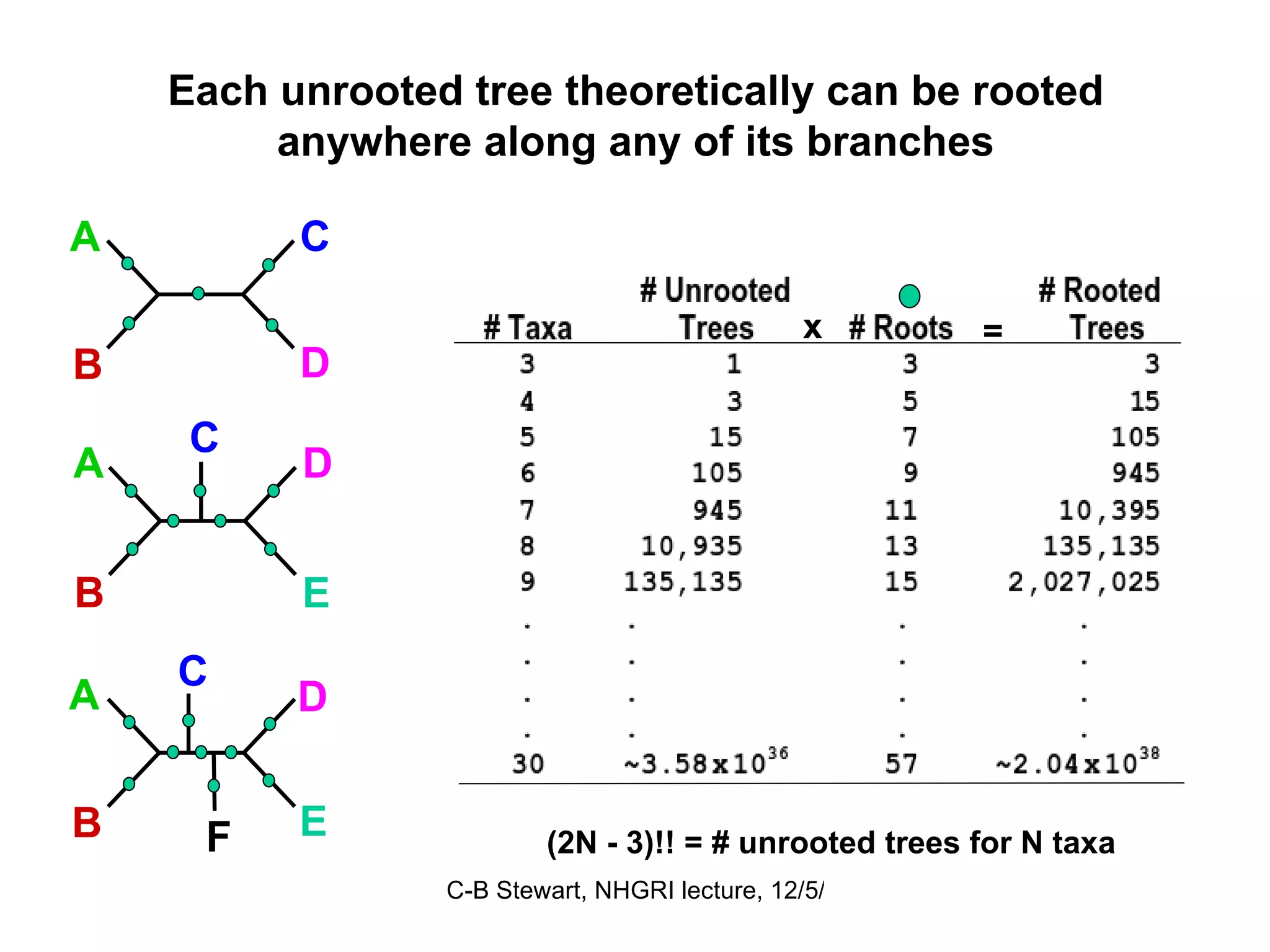 Each unrooted tree theoretically can be rooted anywhere along any of its branches x = C A B D A D B E C A D B E C F (2N - 3)!! = # unrooted trees for N taxa 