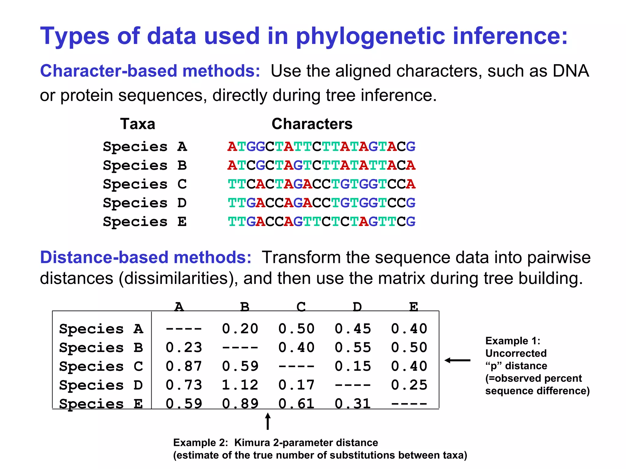 Types of data used in phylogenetic inference: Character-based methods:   Use the aligned characters, such as DNA or protein sequences, directly during tree inference.     Taxa   Characters Species A A T GG C T A TT C TT A T A G T A C G Species B A T C G C T A G T C TT A T A TT A C A Species C TT C A C T A G A CC T G T GG T CC A Species D TT G A CC A G A CC T G T GG T CC G Species E TT G A CC A G TT C T C T A G TT C G Distance-based methods:   Transform the sequence data into pairwise distances (dissimilarities), and then use the matrix during tree building.   A  B  C  D  E  Species A ----  0.20  0.50  0.45  0.40   Species B 0.23  ----  0.40  0.55  0.50   Species C 0.87  0.59  ----  0.15  0.40   Species D 0.73  1.12  0.17  ----  0.25 Species E 0.59  0.89  0.61  0.31  ---- Example 1:  Uncorrected “ p” distance (=observed percent sequence difference) Example 2:  Kimura 2-parameter distance (estimate of the true number of substitutions between taxa) 