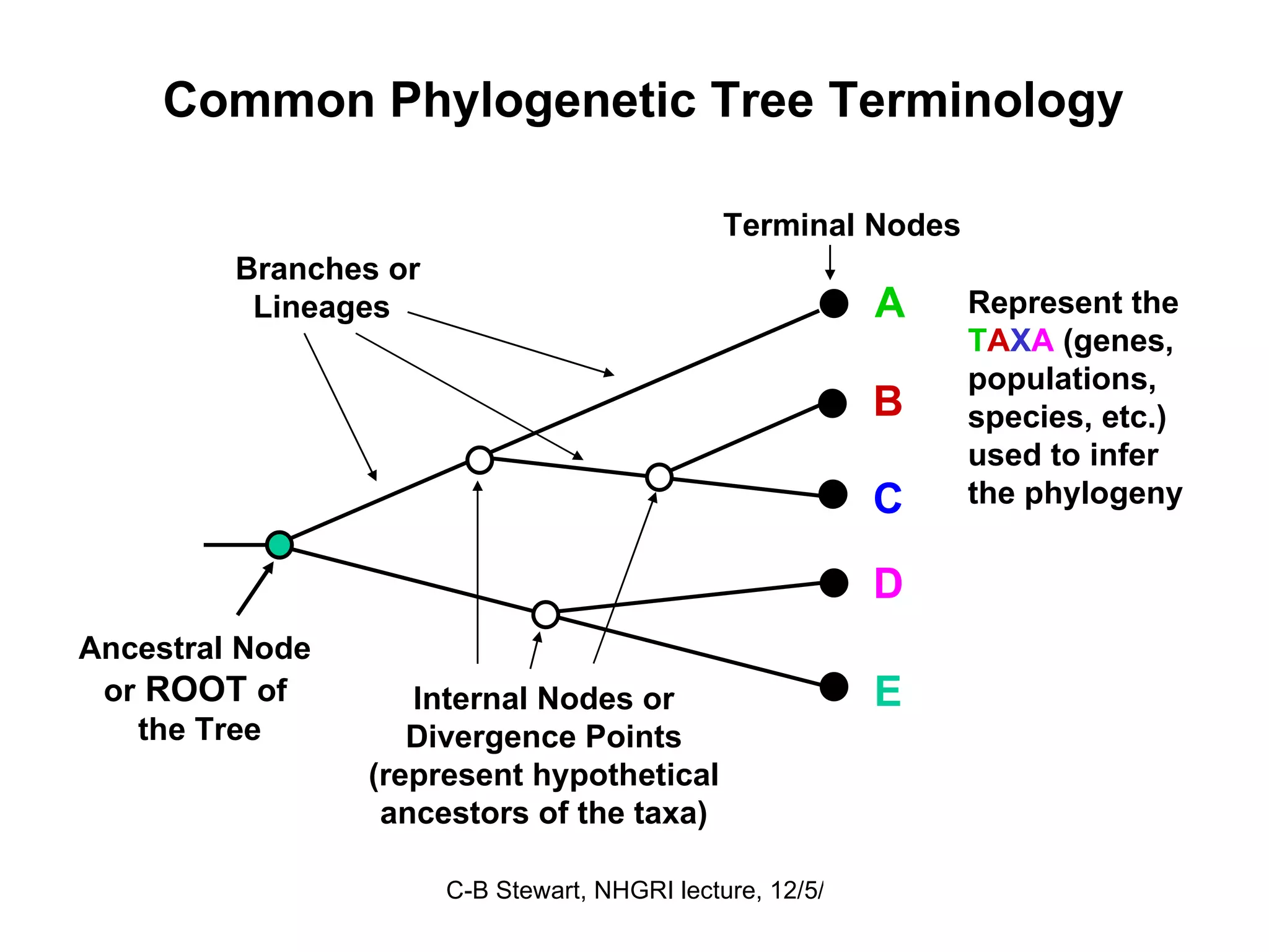 Ancestral Node   or  ROOT  of  the Tree Internal Nodes or Divergence Points (represent hypothetical ancestors of the taxa) Branches or Lineages Terminal Nodes  A B C D E Represent the T A X A  (genes, populations, species, etc.) used to infer the phylogeny  Common Phylogenetic Tree Terminology 