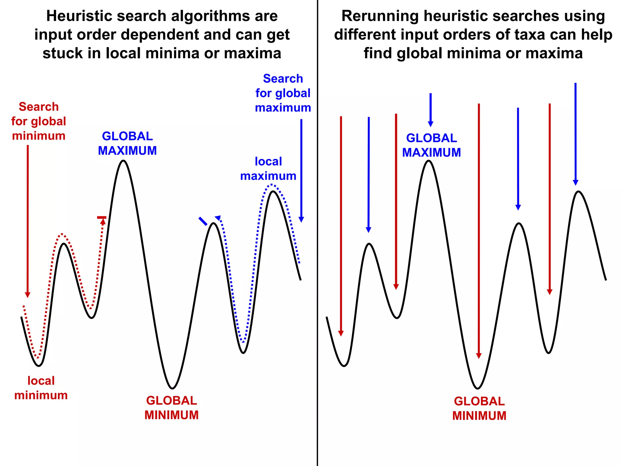 Heuristic search algorithms are input order dependent and can get stuck in local minima or maxima Rerunning heuristic searches using different input orders of taxa can help find global minima or maxima Search for global minimum GLOBAL MAXIMUM GLOBAL MINIMUM local minimum local maximum Search for global maximum GLOBAL MAXIMUM GLOBAL MINIMUM 