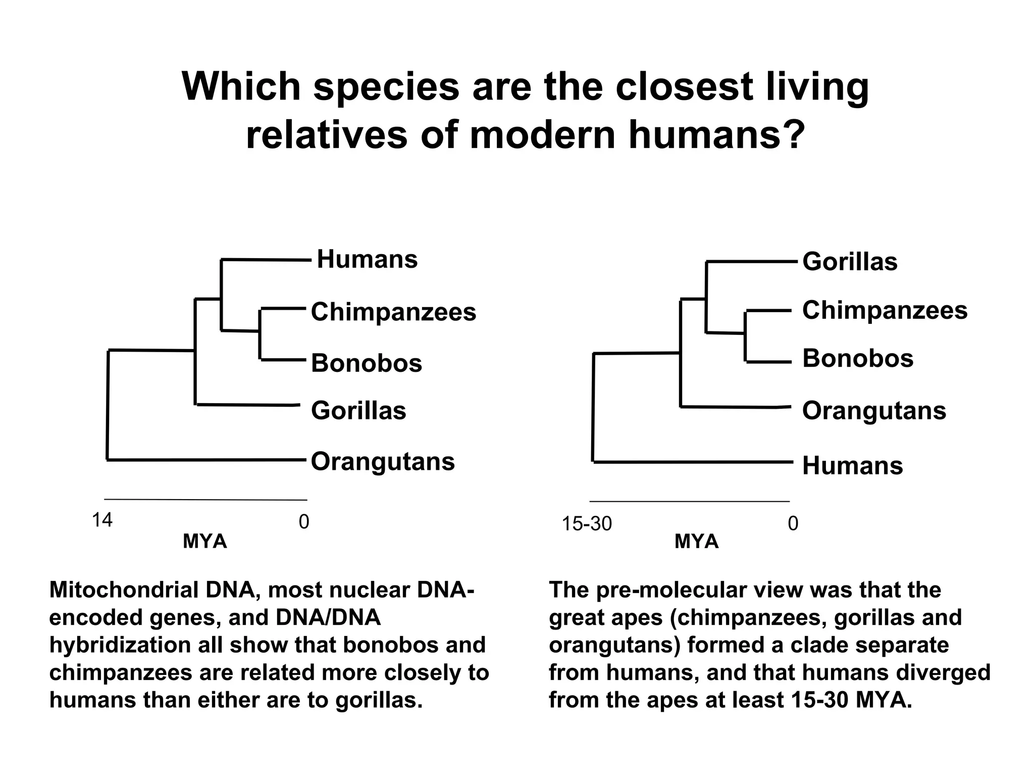 Which species are the closest living relatives of modern humans? Mitochondrial DNA, most nuclear DNA-encoded genes, and DNA/DNA hybridization all show that bonobos and chimpanzees are related more closely to humans than either are to gorillas.  The pre-molecular view was that the great apes (chimpanzees, gorillas and orangutans) formed a clade separate from humans, and that humans diverged from the apes at least 15-30 MYA.  MYA Chimpanzees Orangutans Humans Bonobos Gorillas Humans Bonobos Gorillas Orangutans Chimpanzees MYA 0 15-30 0 14 