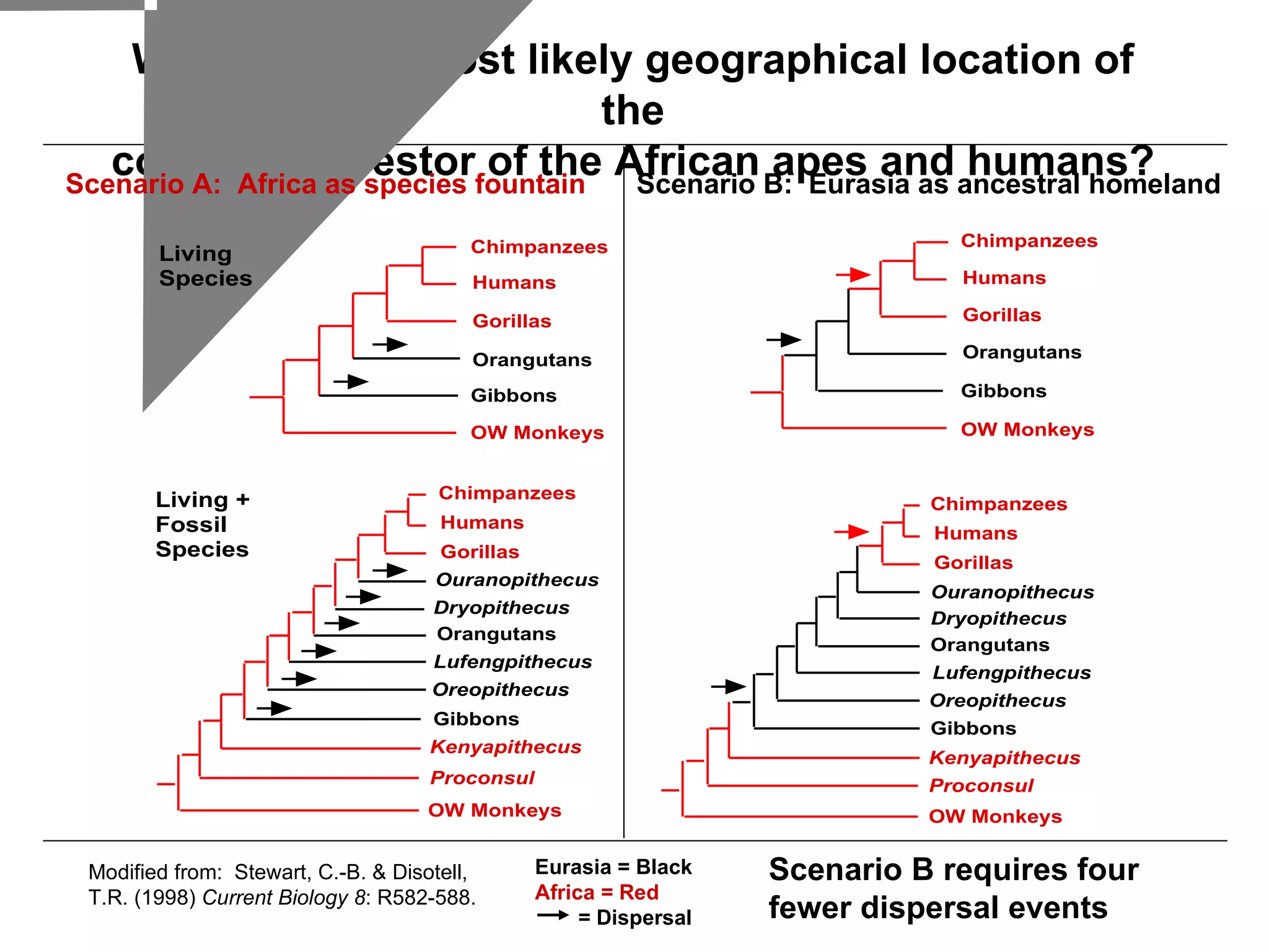What was the most likely geographical location of the common ancestor of the African apes and humans? Eurasia = Black Africa = Red = Dispersal Modified from:  Stewart, C.-B. & Disotell, T.R. (1998)  Current Biology 8 : R582-588. Scenario B requires four fewer dispersal events  Scenario A:  Africa as species fountain Scenario B:  Eurasia as ancestral homeland 