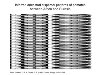 Inferred ancestral dispersal patterns of primates between Africa and Eurasia From:  Stewart, C.-B. & Disotell, T.R.  (1998)  Current Biology 8 : R582-588. 