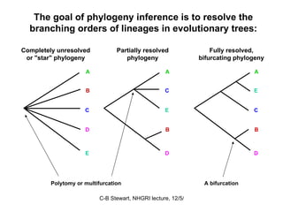 Completely unresolved or "star" phylogeny Partially resolved phylogeny Fully resolved, bifurcating phylogeny The goal of phylogeny inference is to resolve the branching orders of lineages in evolutionary trees:  A A A B B B C C C E E E D D D Polytomy or multifurcation A bifurcation 