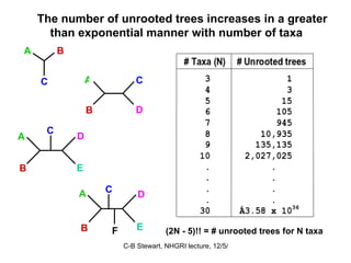 The number of unrooted trees increases in a greater than exponential manner with number of taxa (2N - 5)!! = # unrooted trees for N taxa C A B D A B C A D B E C A D B E C F 