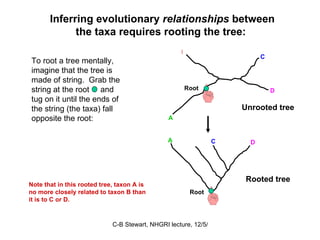 Inferring evolutionary  relationships  between the taxa requires rooting the tree:  To root a tree mentally, imagine that the tree is made of string.  Grab the string at the root  and tug on it until the ends of the string (the taxa) fall opposite the root:  Unrooted tree A B C Root D A B C D Root Note that in this rooted tree, taxon A is no more closely related to taxon B than it is to C or D. Rooted tree 