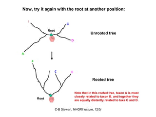 Now, try it again with the root at another position:  A B C Root D Unrooted tree Note that in this rooted tree, taxon A is most closely related to taxon B, and together they are equally distantly related to taxa C and D. C D Root Rooted tree A B 