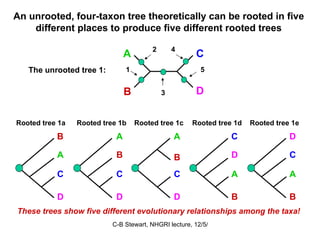 An unrooted, four-taxon tree theoretically can be rooted in five different places to produce five different rooted trees The unrooted tree 1: A C B D These trees show   five different evolutionary relationships among the taxa! Rooted tree 1d C D A B 4 Rooted tree 1c A B C D 3 Rooted tree 1e D C A B 5 Rooted tree 1b A B C D 2 Rooted tree 1a B A C D 1 