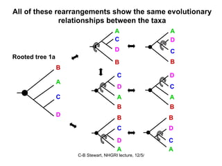 All of these rearrangements show the same evolutionary relationships between the taxa B D A C Rooted tree 1a B A C D A B D C B C A D B A C D B A C D A B C D 