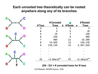Each unrooted tree theoretically can be rooted anywhere along any of its branches x = C A B D A D B E C A D B E C F (2N - 3)!! = # unrooted trees for N taxa 