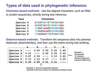 Types of data used in phylogenetic inference: Character-based methods:   Use the aligned characters, such as DNA or protein sequences, directly during tree inference.     Taxa   Characters Species A A T GG C T A TT C TT A T A G T A C G Species B A T C G C T A G T C TT A T A TT A C A Species C TT C A C T A G A CC T G T GG T CC A Species D TT G A CC A G A CC T G T GG T CC G Species E TT G A CC A G TT C T C T A G TT C G Distance-based methods:   Transform the sequence data into pairwise distances (dissimilarities), and then use the matrix during tree building.   A  B  C  D  E  Species A ----  0.20  0.50  0.45  0.40   Species B 0.23  ----  0.40  0.55  0.50   Species C 0.87  0.59  ----  0.15  0.40   Species D 0.73  1.12  0.17  ----  0.25 Species E 0.59  0.89  0.61  0.31  ---- Example 1:  Uncorrected “ p” distance (=observed percent sequence difference) Example 2:  Kimura 2-parameter distance (estimate of the true number of substitutions between taxa) 