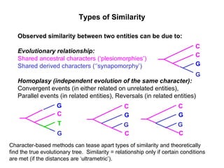 Character-based methods can tease apart types of similarity and theoretically find the true evolutionary tree.  Similarity = relationship only if certain conditions are met (if the distances are ‘ultrametric’).  Types of Similarity Observed similarity between two entities can be due to: Evolutionary relationship: Shared ancestral characters (‘plesiomorphies’) Shared derived characters (‘’synapomorphy’) Homoplasy (independent evolution of the same character): Convergent events (in either related on unrelated entities), Parallel events (in related entities), Reversals (in related entities)  C G G C C G G T C C G G C C G G 