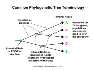 Ancestral Node   or  ROOT  of  the Tree Internal Nodes or Divergence Points (represent hypothetical ancestors of the taxa) Branches or Lineages Terminal Nodes  A B C D E Represent the T A X A  (genes, populations, species, etc.) used to infer the phylogeny  Common Phylogenetic Tree Terminology 