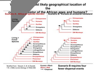 What was the most likely geographical location of the common ancestor of the African apes and humans? Eurasia = Black Africa = Red = Dispersal Modified from:  Stewart, C.-B. & Disotell, T.R. (1998)  Current Biology 8 : R582-588. Scenario B requires four fewer dispersal events  Scenario A:  Africa as species fountain Scenario B:  Eurasia as ancestral homeland 
