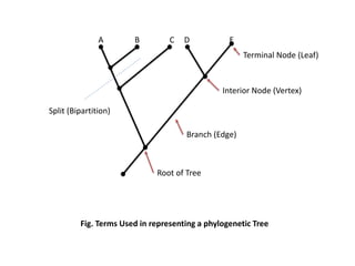 A B C D E
Split (Bipartition)
Terminal Node (Leaf)
Interior Node (Vertex)
Branch (Edge)
Root of Tree
Fig. Terms Used in representing a phylogenetic Tree
 