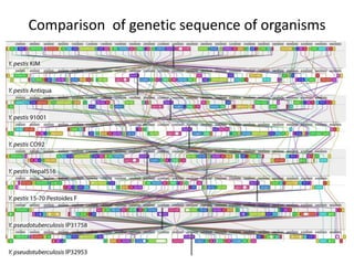Comparison of genetic sequence of organisms
 
