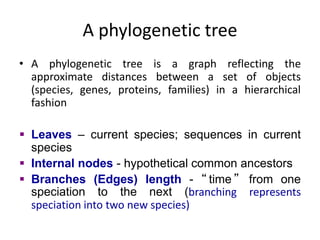 A phylogenetic tree
• A phylogenetic tree is a graph reflecting the
approximate distances between a set of objects
(species, genes, proteins, families) in a hierarchical
fashion
▪ Leaves – current species; sequences in current
species
▪ Internal nodes - hypothetical common ancestors
▪ Branches (Edges) length - “time” from one
speciation to the next (branching represents
speciation into two new species)
 