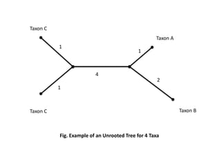 Taxon A
Taxon B
Taxon C
Taxon C
1
1
4
1
2
Fig. Example of an Unrooted Tree for 4 Taxa
 
