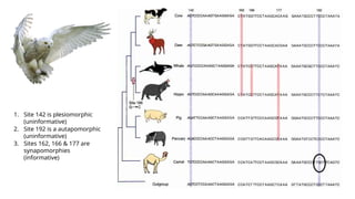 Phylogenetic reconstruction EKOLOGI.pptx
