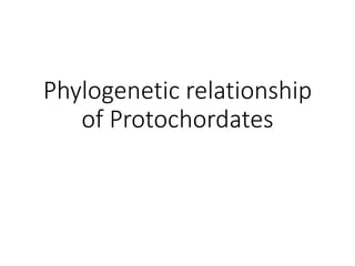 Phylogenetic relationship
of Protochordates
 