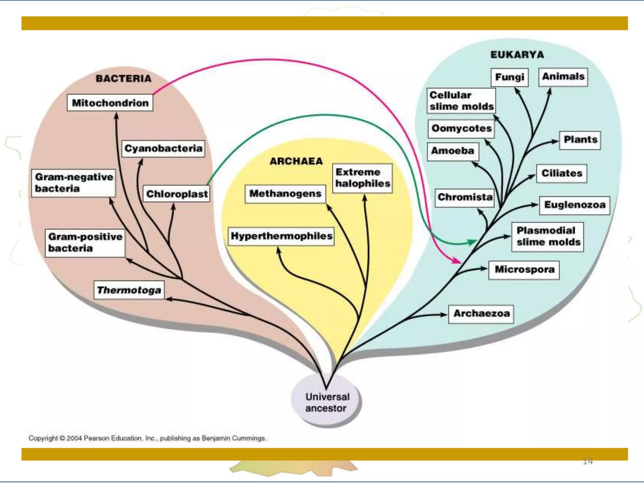 Phylogenetics: Classification Notes | PPTX
