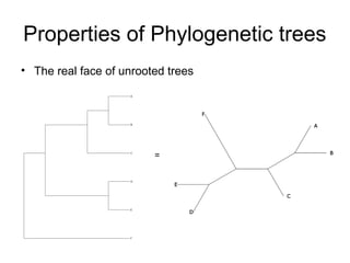Properties of Phylogenetic trees 
• The real face of unrooted trees 
= 
 