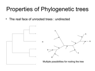 Properties of Phylogenetic trees 
• The real face of unrooted trees : undirected 
= 
Multiple possibilities for rooting the tree 
 