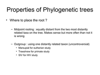 Properties of Phylogenetic trees 
• Where to place the root ? 
– Midpoint rooting : equally distant from the two most distantly 
related taxa on the tree. Makes sense but more often than not it 
is wrong 
– Outgroup : using one distantly related taxon (uncontroversial) 
• Marsupial for eutherian study 
• Treeshrew for primate study 
• SIV for HIV study 
 
