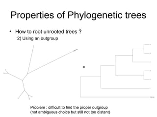 Properties of Phylogenetic trees 
• How to root unrooted trees ? 
2) Using an outgroup 
= 
Problem : difficult to find the proper outgroup 
(not ambiguous choice but still not too distant) 
 