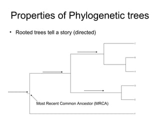Properties of Phylogenetic trees 
• Rooted trees tell a story (directed) 
Most Recent Common Ancestor (MRCA) 
 