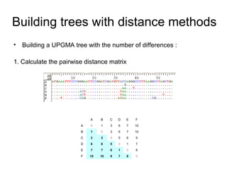Building trees with distance methods 
• Building a UPGMA tree with the number of differences : 
1. Calculate the pairwise distance matrix 
A B C D E F 
A 0 1 3 6 7 10 
B 1 0 3 6 7 10 
C 3 3 0 5 6 9 
D 6 6 5 0 1 7 
E 7 7 6 1 0 8 
F 10 10 9 7 8 0 
 