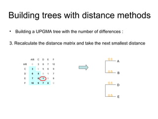 Building trees with distance methods 
• Building a UPGMA tree with the number of differences : 
3. Recalculate the distance matrix and take the next smallest distance 
A/B C D E F 
A/B 0 3 6 7 10 
C 3 0 5 6 9 
D 6 5 0 1 7 
E 7 6 1 0 8 
F 10 9 7 8 0 
A 
B 
0.5 
0.5 
D 
E 
0.5 
0.5 
 