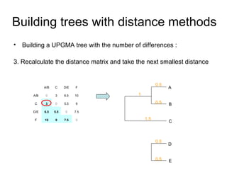 Building trees with distance methods 
• Building a UPGMA tree with the number of differences : 
3. Recalculate the distance matrix and take the next smallest distance 
A 
B 
0.5 
0.5 
D 
E 
0.5 
0.5 
A/B C D/E F 
1 
A/B 0 3 6.5 10 
C 3 0 5.5 9 
D/E 6.5 5.5 0 7.5 
F 10 9 7.5 0 1.5 
C 
 