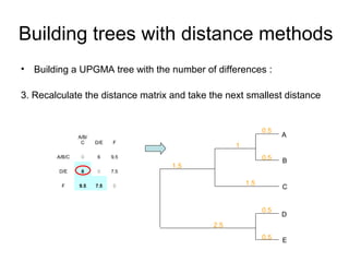 Building trees with distance methods 
• Building a UPGMA tree with the number of differences : 
3. Recalculate the distance matrix and take the next smallest distance 
A 
B 
0.5 
0.5 
D 
E 
0.5 
0.5 
C 
1 
1.5 
A/B/ 
C D/E F 
A/B/C 0 6 9.5 
D/E 6 0 7.5 
F 9.5 7.5 0 
1.5 
2.5 
 