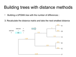 Building trees with distance methods 
• Building a UPGMA tree with the number of differences : 
3. Recalculate the distance matrix and take the next smallest distance 
A 
B 
0.5 
0.5 
D 
E 
0.5 
0.5 
C 
1 
1.5 
1.5 
2.5 
A/B/C/D/E F 
A/B/C/D/E 0 8.5 
F 8.5 0 
4.25 F 
1.25 
 
