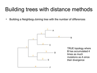 Building trees with distance methods 
• Building a Neighbog-Joining tree with the number of differences 
A 
B 
1 
4 
1 TRUE topology where 
D 
E 
3 
2 
C 
1 
2 
1 
1 
4 F 
B has accumulated 4 
times as much 
mutations as A since 
their divergence 
 