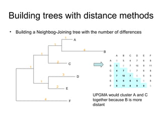 Building trees with distance methods 
• Building a Neighbog-Joining tree with the number of differences 
A 
B 
1 
4 
D 
E 
3 
2 
C 
1 
2 
1 
1 
4 F 
1 
A B C D E F 
A 0 5 4 7 6 8 
B 5 0 7 10 9 11 
C 4 7 0 7 6 8 
D 7 10 7 0 5 9 
E 6 9 6 5 0 8 
F 8 11 8 9 8 0 
UPGMA would cluster A and C 
together because B is more 
distant 
 
