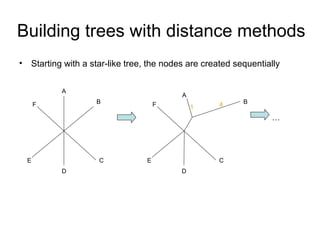 Building trees with distance methods 
• Starting with a star-like tree, the nodes are created sequentially 
A 
B 
C 
D 
E 
F 
A 
B 
C 
D 
E 
F 1 4 
… 
 