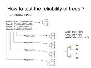 How to test the reliability of trees ? 
• BOOTSTRAPPING : 
Taxon A : ATGCGAGTTTAGCAG 
Taxon B : ATGCGAGCTTAACTG 
Taxon C : ATACTAGCTTAGCTG 
Taxon D : ATGCTATCTTAGGTG 
Alignment s1 
Alignment s2 
Alignment s3 
Alignment s4 
AB 
CD 
AB 
CD 
AB 
CD 
AB 
CD 
AB 
CD 
A+B : 4/4 = 100% 
C+D : 3/4 = 75% 
A+B+C+D : 4/4 = 100% 
A 
B 
C 
D 
100 
100 
75 
 