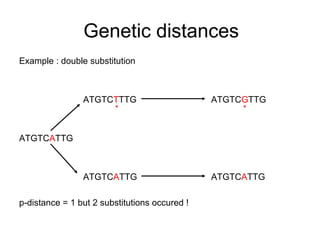 Genetic distances 
Example : double substitution 
ATGTCTTTG ATGTCGTTG 
ATGTCATTG 
* * 
ATGTCATTG ATGTCATTG 
p-distance = 1 but 2 substitutions occured ! 
 