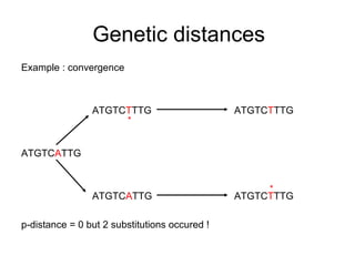 Genetic distances 
Example : convergence 
ATGTCTTTG ATGTCTTTG 
ATGTCATTG 
* 
ATGTCATTG ATGTCTTTG 
p-distance = 0 but 2 substitutions occured ! 
* 
 