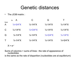 Genetic distances 
• The JC69 matrix : 
to A C G T 
from 
A ¼+3/4*X ¼-1/4*X ¼-1/4*X ¼-1/4*X 
C ¼-1/4*X ¼+3/4*X ¼-1/4*X ¼-1/4*X 
G ¼-1/4*X ¼-1/4*X ¼+3/4*X ¼-1/4*X 
T ¼-1/4*X ¼-1/4*X ¼-1/4*X ¼+3/4*X 
X = e-μ.t 
Sums of columns = sums of lines : the rate of appearance of 
nucleotides 
is the same as the rate of disparition (nucleotides are at equilibrium) 
 