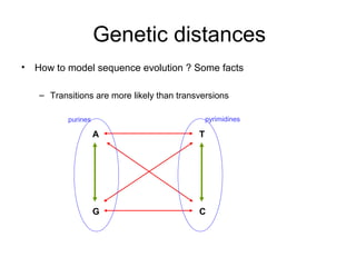 Genetic distances 
• How to model sequence evolution ? Some facts 
– Transitions are more likely than transversions 
purines pyrimidines 
A T 
G C 
 