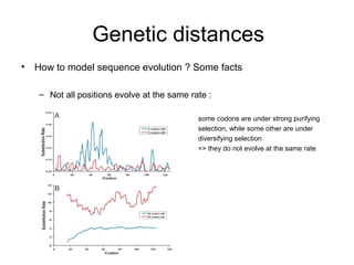 Genetic distances 
• How to model sequence evolution ? Some facts 
– Not all positions evolve at the same rate : 
some codons are under strong purifying 
selection, while some other are under 
diversifying selection 
=> they do not evolve at the same rate 
 