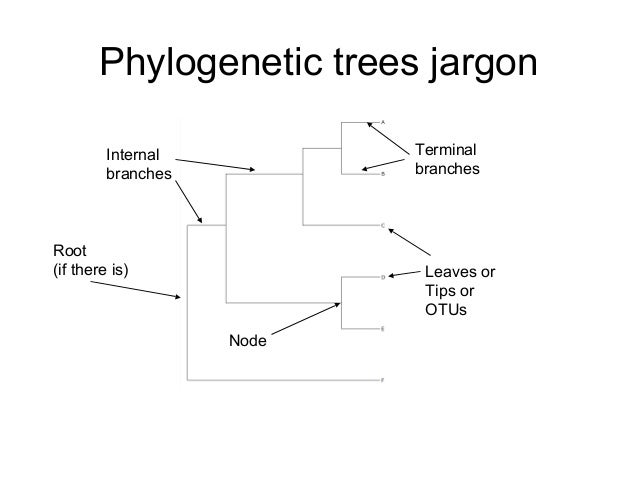 what do the nodes and branch points on a phylogenetic tree represent