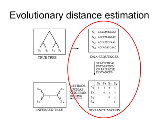 Evolutionary distance estimation
 