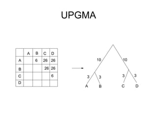 UPGMA
A
B
C
D
A B C D
6 26 26
26 26
6
A D
C
B
3 3
3
10
10
3
 