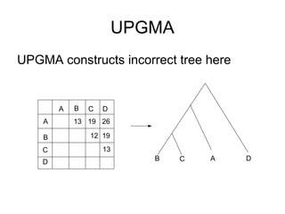 UPGMA
UPGMA constructs incorrect tree here
A
B
C
D
A B C D
13 19 26
12 19
13
B D
A
C
 