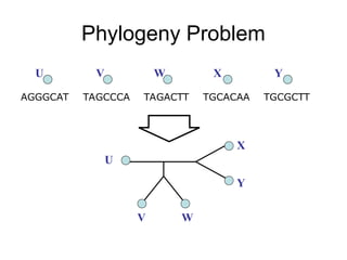 Phylogeny Problem
TAGCCCA TAGACTT TGCACAA TGCGCTT
AGGGCAT
U V W X Y
U
V W
X
Y
 